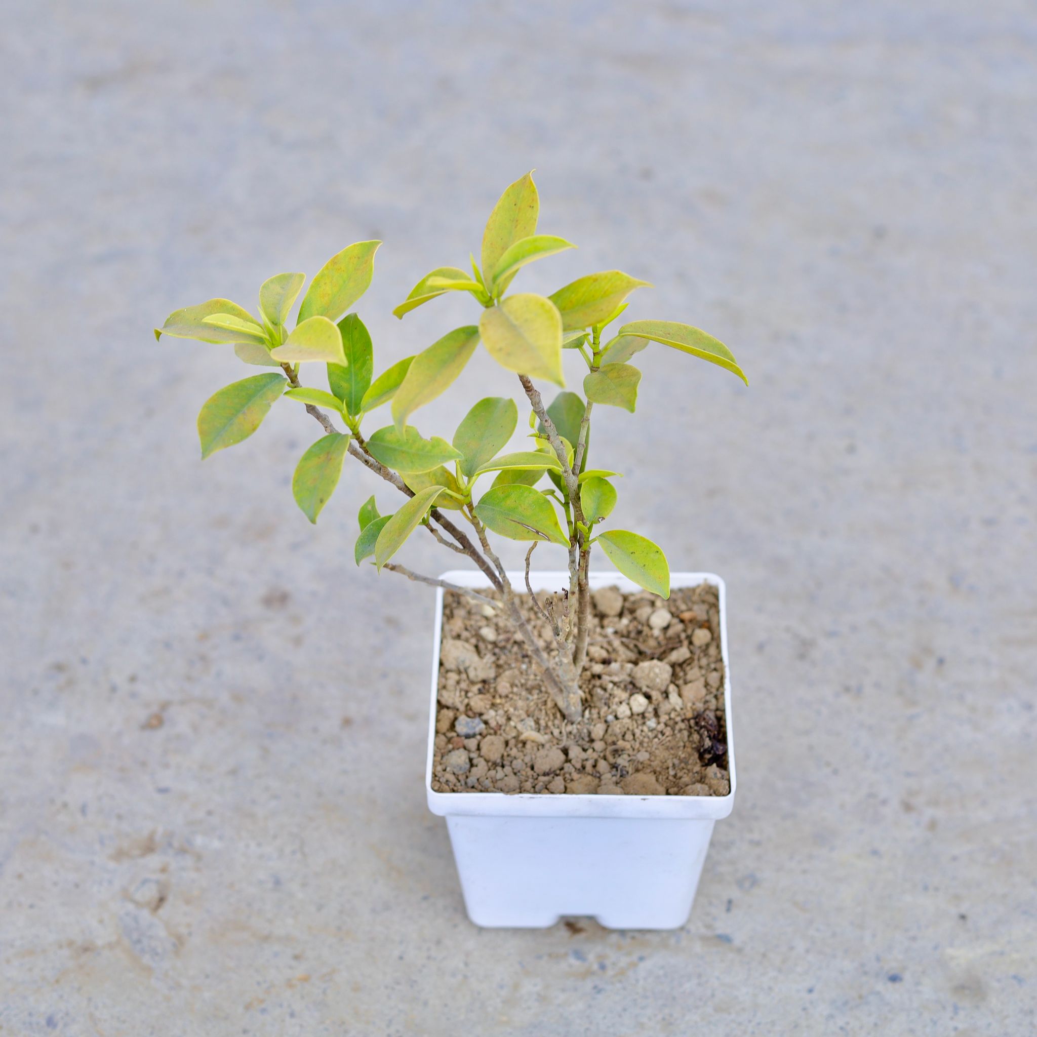 Ficus Panda in 4 Inch Elegant White Square Plastic Pot