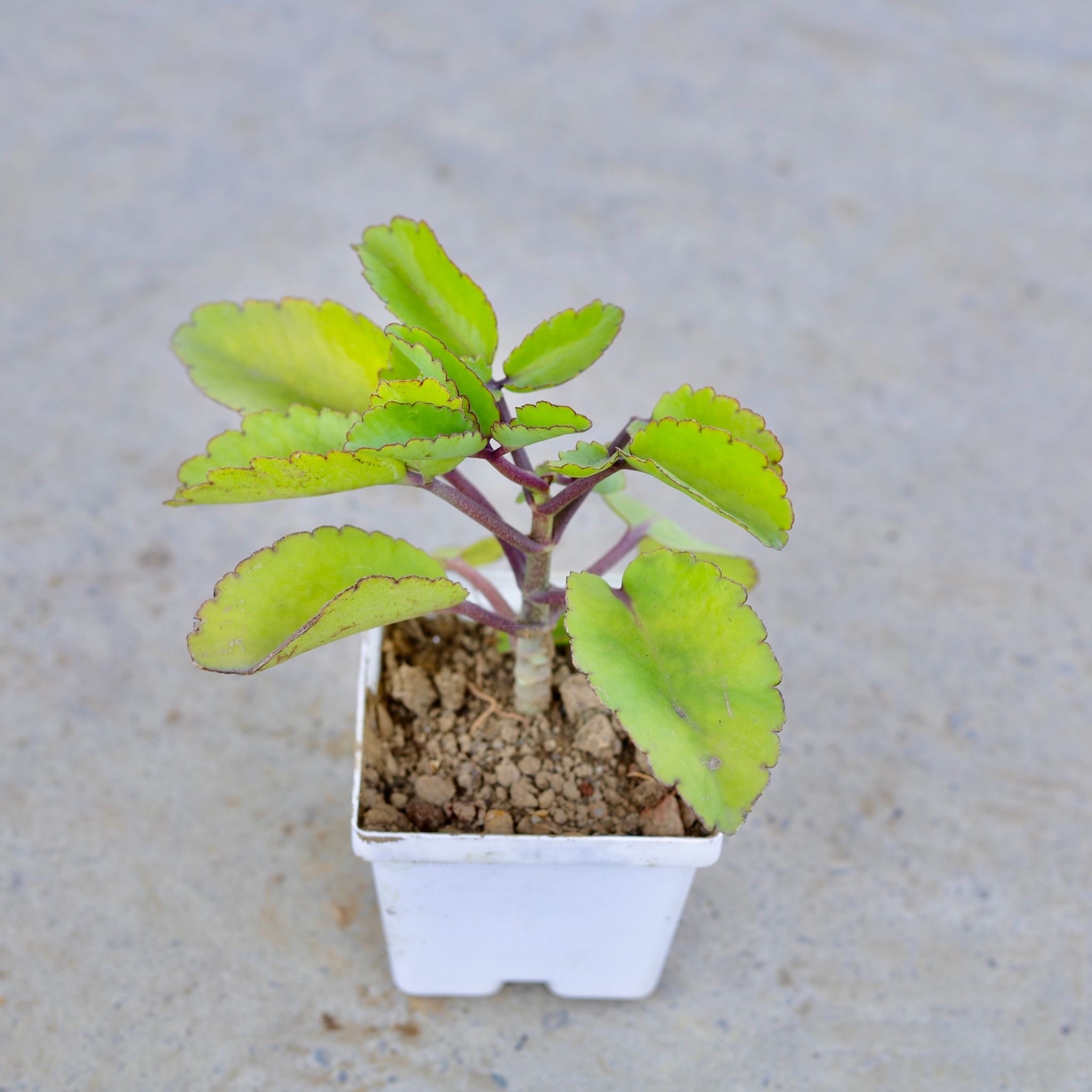 Patharchatta / Kalanchoe Pinnata in 4 Inch Elegant White Square Plastic Pot