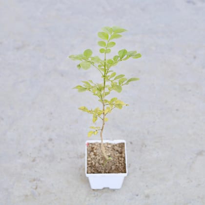 Buy Madhu Kamini / Murraya (Any Colour) in 4 Inch Elegant White Square Plastic Pot | Urvann.com