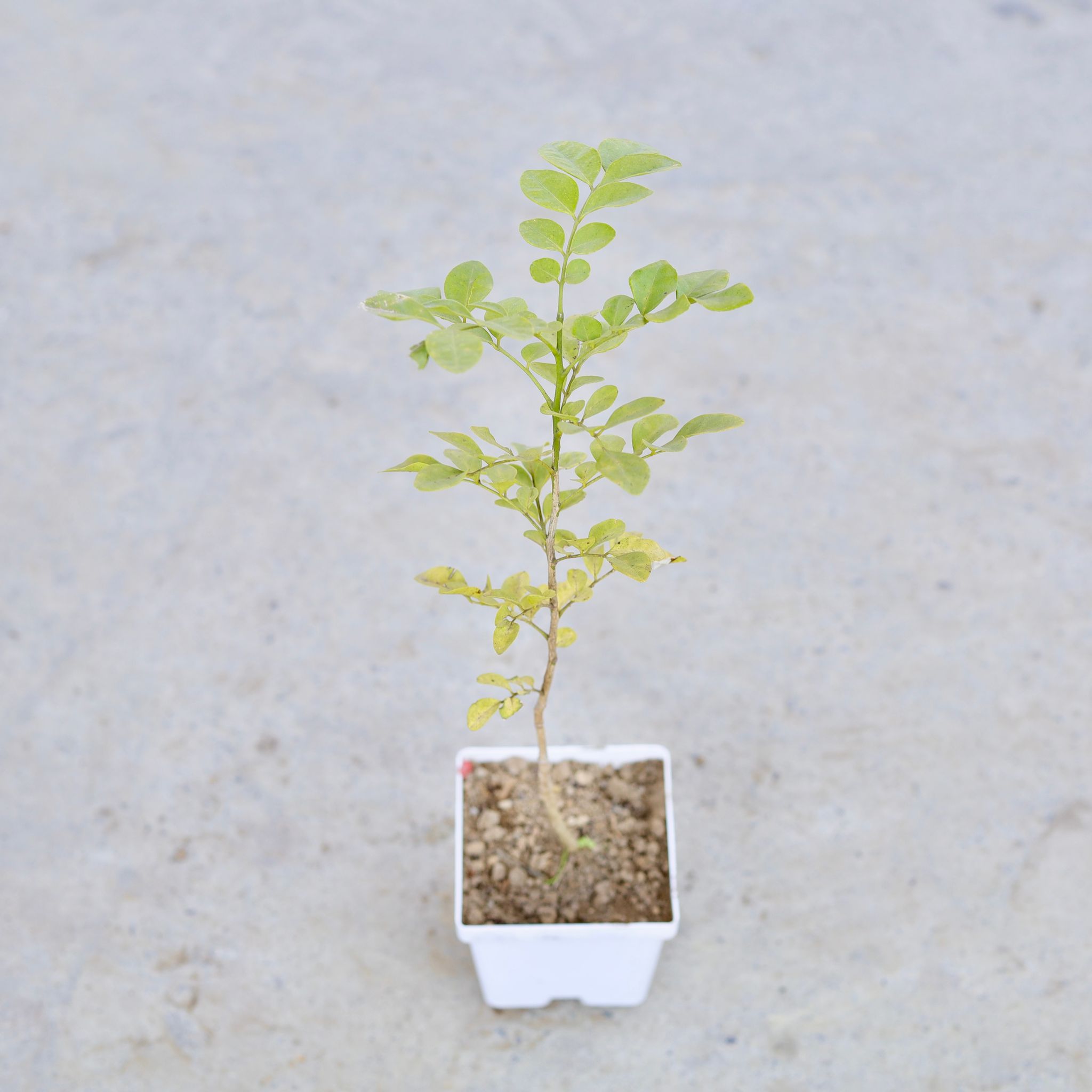 Madhu Kamini / Murraya (Any Colour) in 4 Inch Elegant White Square Plastic Pot