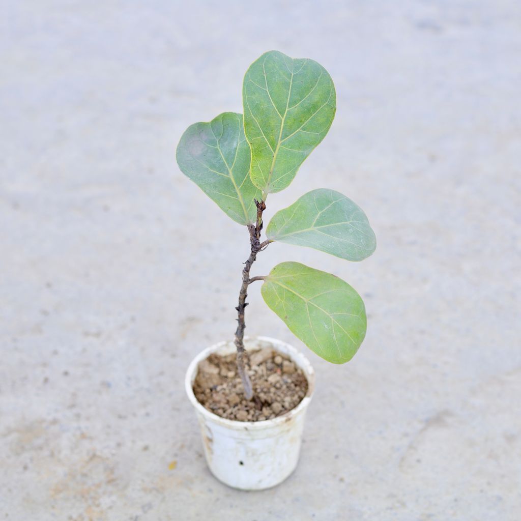 Buy Fiddle Leaf in 5 Inch Elegant White Square Plastic Pot | Urvann.com Fiddle Leaf in 5 Inch White Nursery Pot