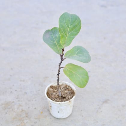 Buy Fiddle Leaf in 5 Inch Elegant White Square Plastic Pot | Urvann.com