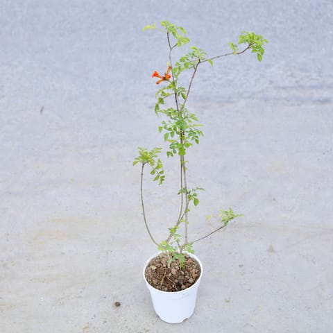 Tecoma Orange in 6 Inch Nursery Pot