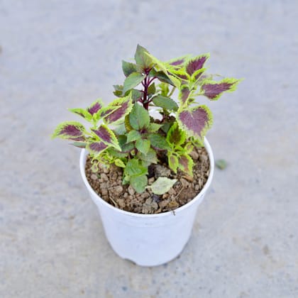 Buy Coleus Red in 6 Inch Elegant White Square Plastic Pot | Urvann.com