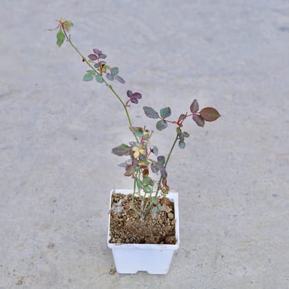 Buy Desi Rose (Any Colour) in 4 Inch Elegant White Square Plastic Pot | Urvann.com