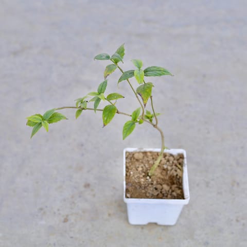 Harsingar / Parijat (Any Colour) in 4 Inch Elegant White Square Plastic Pot