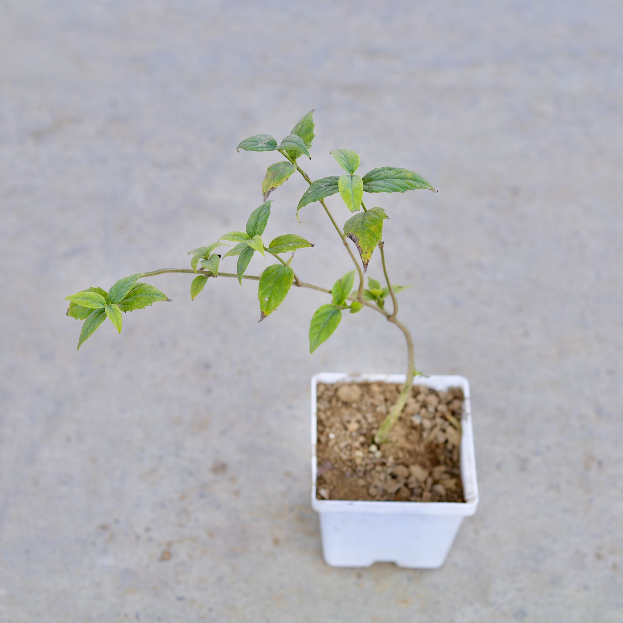 Harsingar / Parijat (Any Colour) in 4 Inch Elegant White Square Plastic Pot