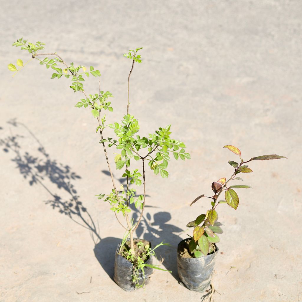 Buy Set of 2 - Tecoma (Any Colour) & Desi Hibiscus / Gudhal (Any Colour) in 4 Inch Nursery bag | Urvann.com Set of 2 - Tecoma (Any Colour) & Desi Hibiscus / Gudhal (Any Colour) in 4 Inch Nursery bag