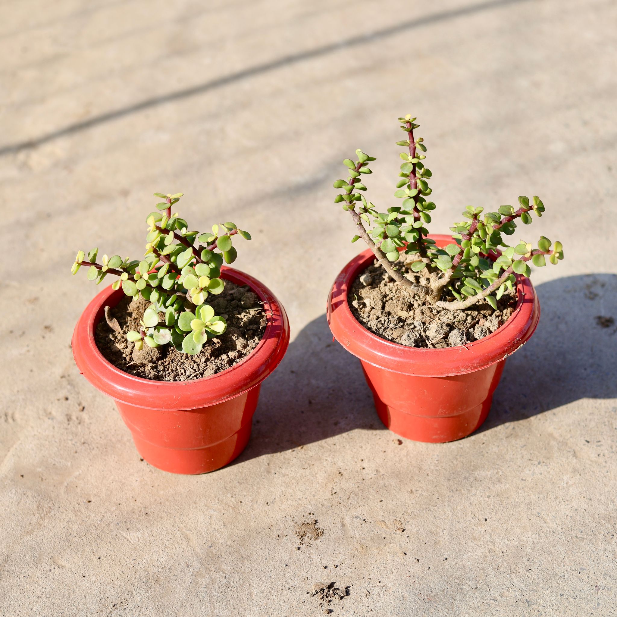 Set of 2 - Jade in 4 Inch Classy Red Plastic Pot