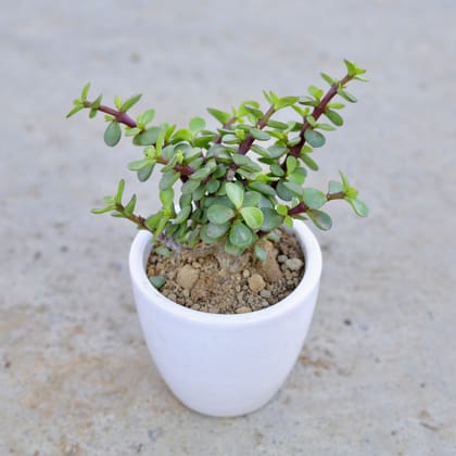 Buy Jade Plant in 3 Inch Classy White Cup Ceramic Pot | Urvann.com