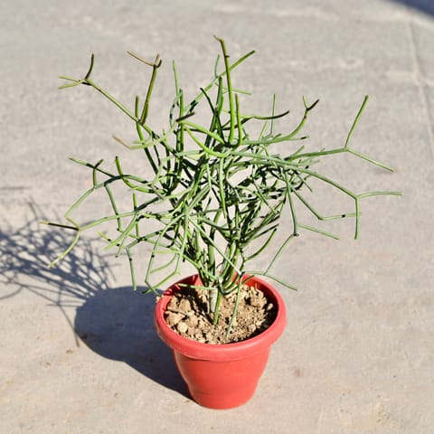 Pencil Cactus in 8 Inch Classy Red Plastic Pot