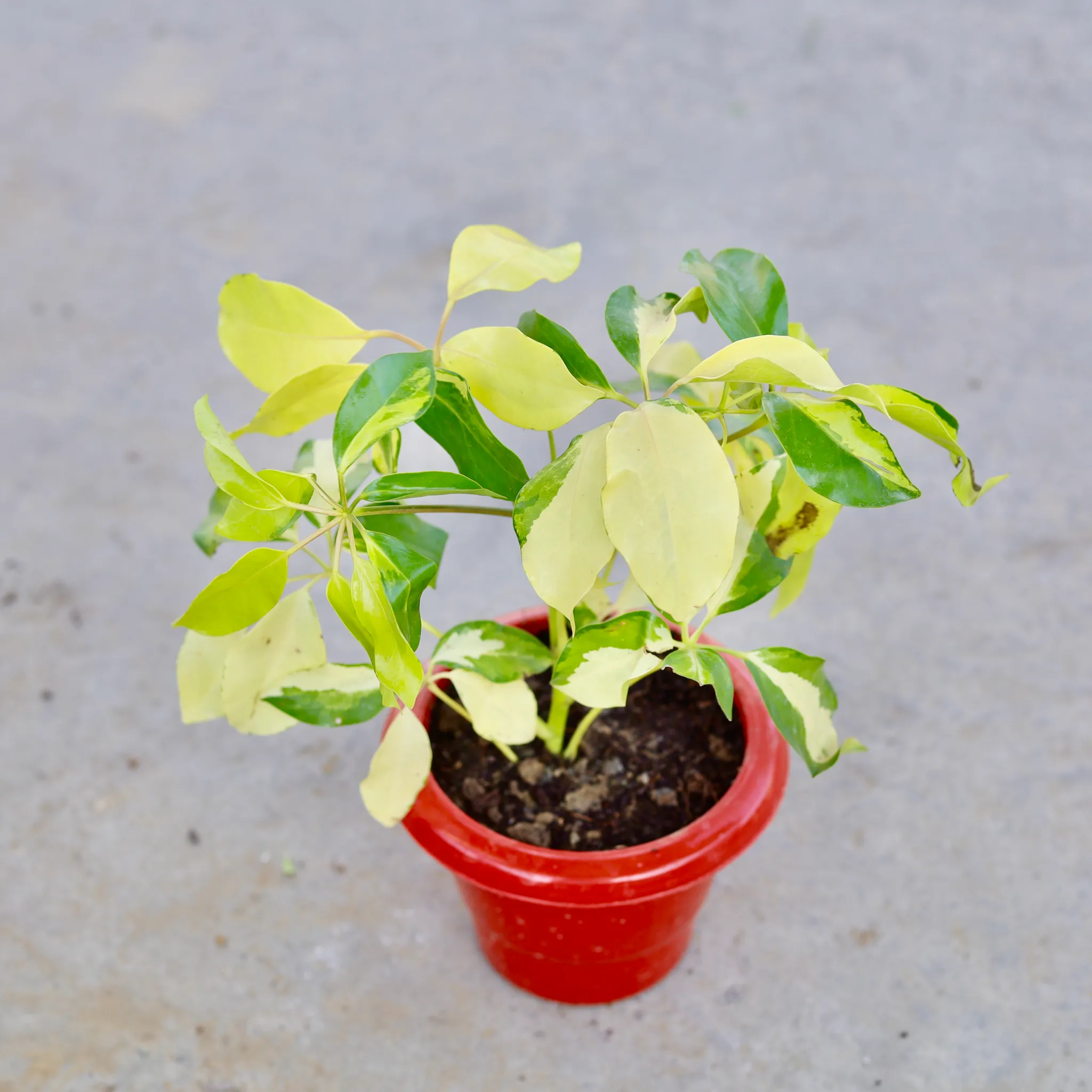 Schefflera Variegated in 6 Inch Classy Red Plastic Pot