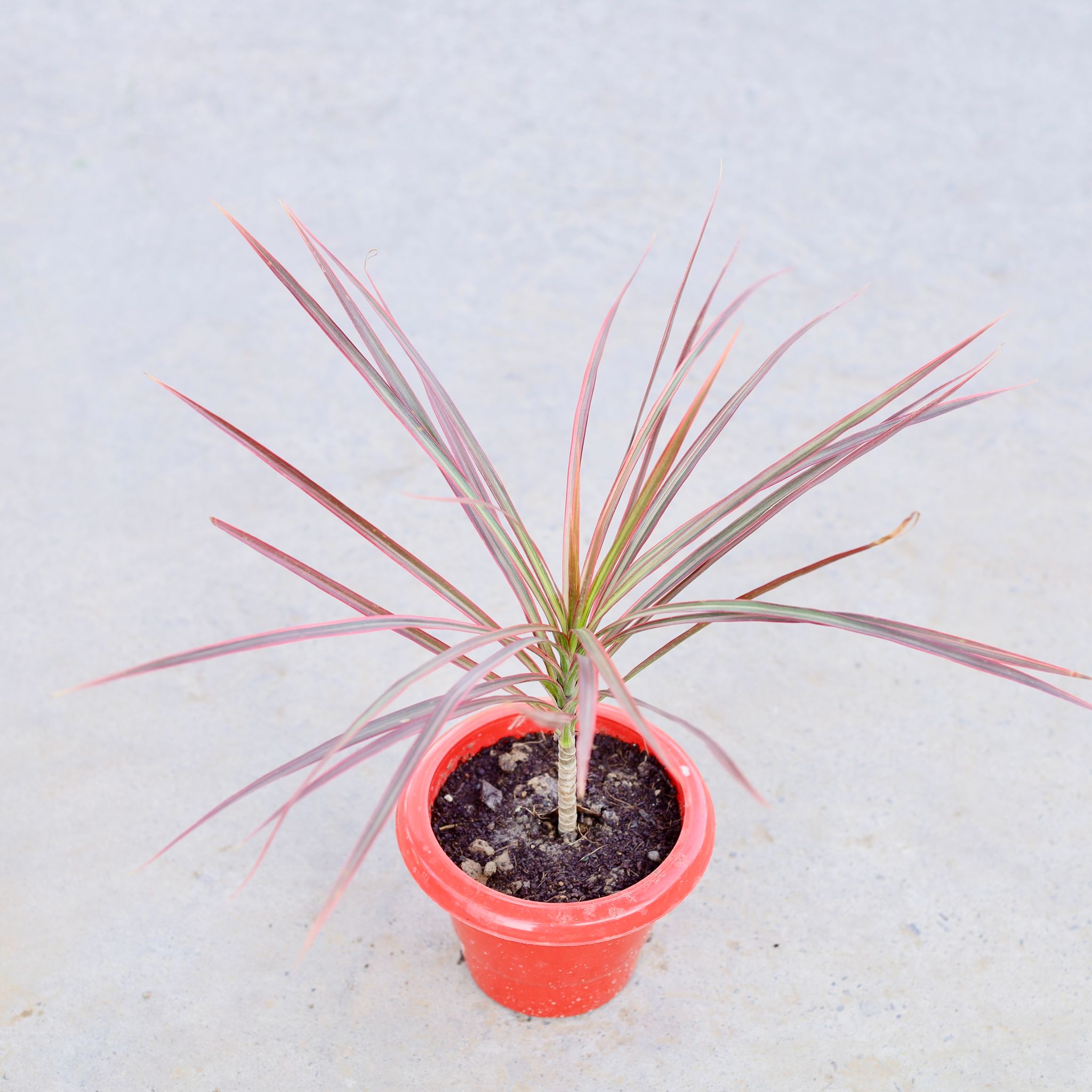 Dracaena Chloroma in 6 Inch Classy Red Plastic Pot