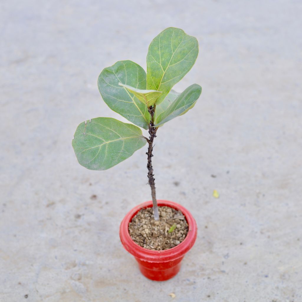Fiddle Leaf Fig / Ficus Lyrata in 6 Inch Classy Red Plastic Pot