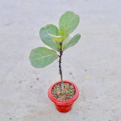 Buy Fiddle Leaf Fig / Ficus Lyrata in 6 Inch Classy Red Plastic Pot | Urvann.com