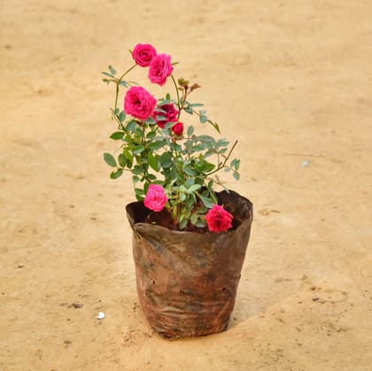 Miniature Rose (any colour) in 6 Inch Nursery Bag