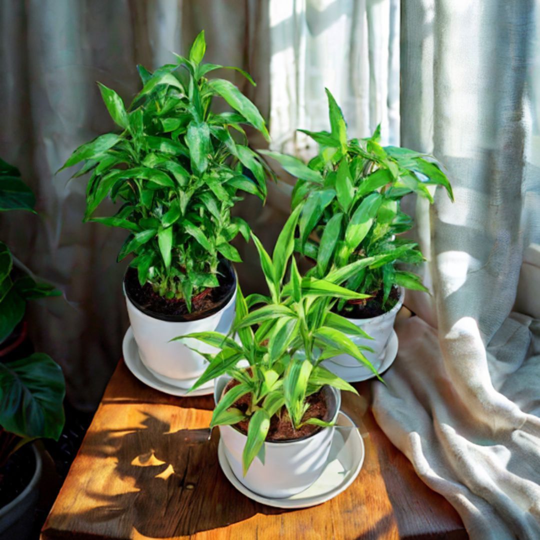 Set of 3 - Lucky Bamboo (Golden, Green & Soil) in 6 Inch White Premium Sphere Plastic Pot with Tray