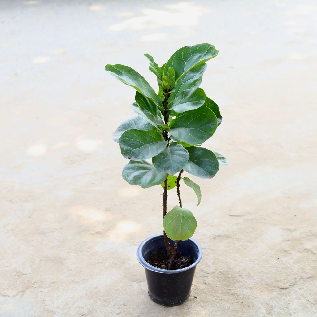 Fiddle Leaf Fig / Ficus Lyrata in 8 Inch Nursery Pot