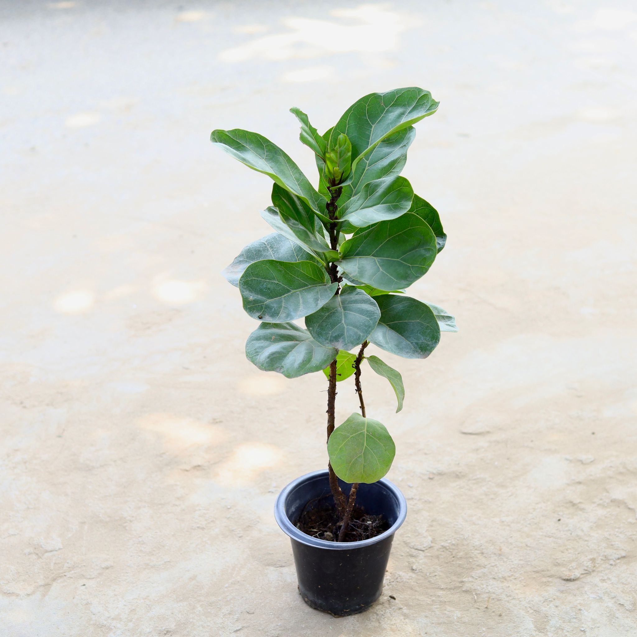 Fiddle Leaf Fig / Ficus Lyrata in 8 Inch Nursery Pot
