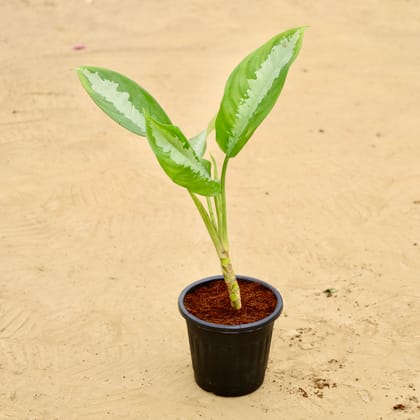 Buy Aglaonema Deborah in 6 Inch Black Super Nursery Pot Online | Urvann.com