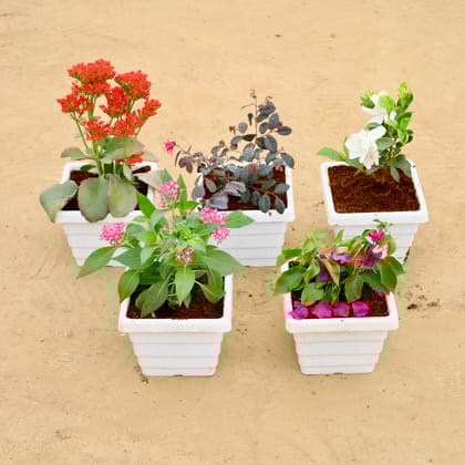Buy Set of  5 - Kalanchoe, Loropetalum, Gardenia, Pentas, Bougainvillea  in 6 Inch White Marble Premium Orchid Square Plastic Pot Online | Urvann.com