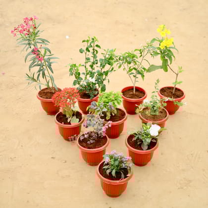 Buy Set of  10 - Kaner / Oleander Pink, Chandni, Tagar, Tecoma Yellow, Kalanchoe, Madhu Malti, Mogra, Loropetlum, Gardenia & Pentas in 8 Inch Terracotta Red Olive Plastic Pot Online | Urvann.com