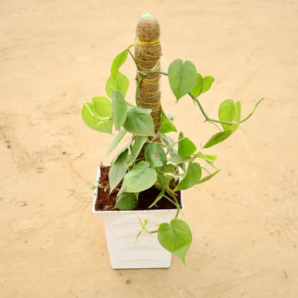 Buy Oxycardium Green with 2 Ft Moss Stick in 08 Inch White Premium Tokyo Square Plastic Pot Online | Urvann.com