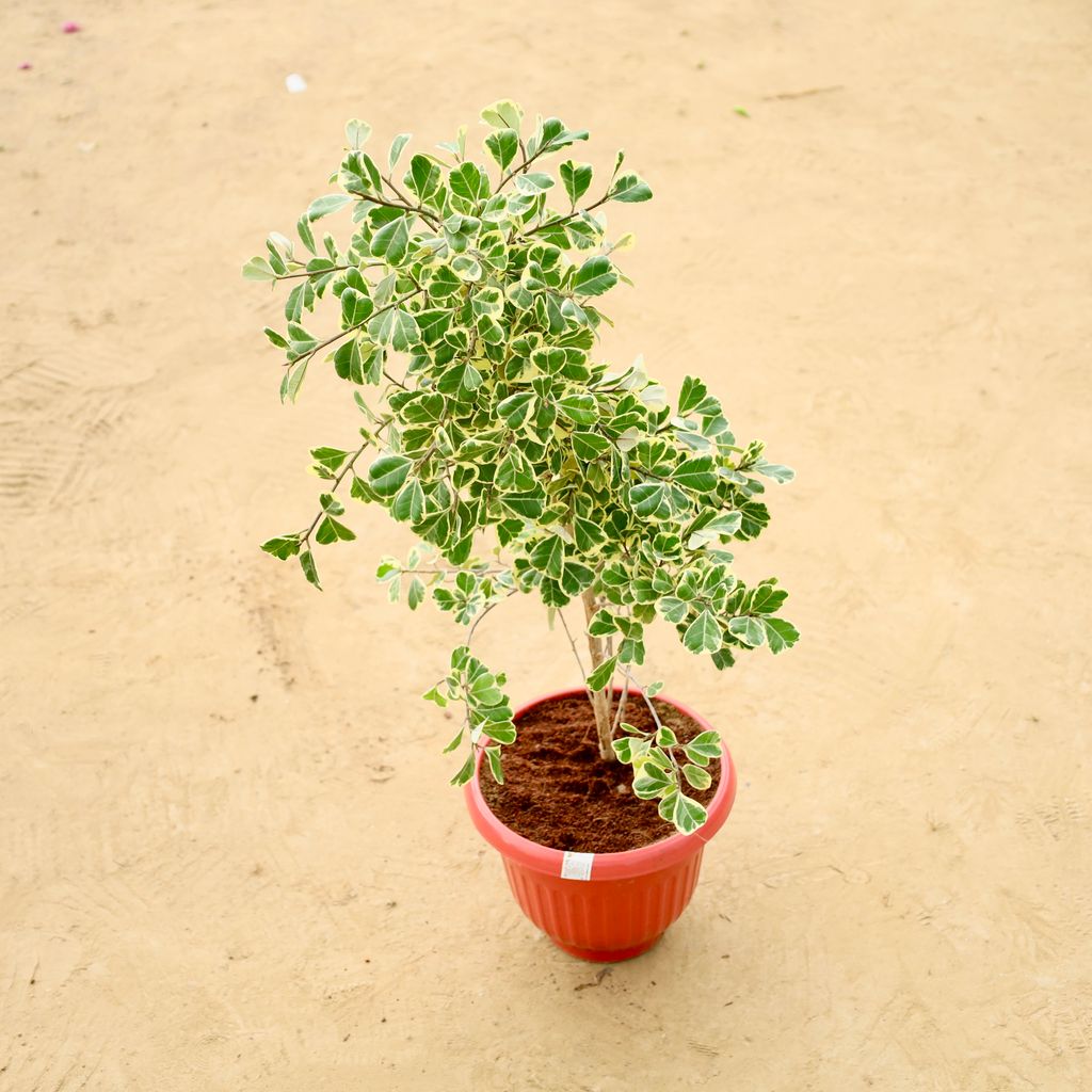 Buy Ficus Triangularis in 8 Inch Terracotta Red Olive Plastic Pot Online | Urvann.com Ficus Triangularis in 8 Inch Terracotta Red Olive Plastic Pot