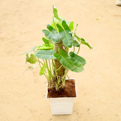 Buy Alocasia Green with 2 Ft Moss Stick in 08 Inch White Premium Tokyo Square Plastic Pot Online | Urvann.com