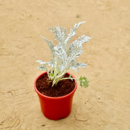 Buy Silver Dust in 4 Inch Red Nursery Pot Online | Urvann.com