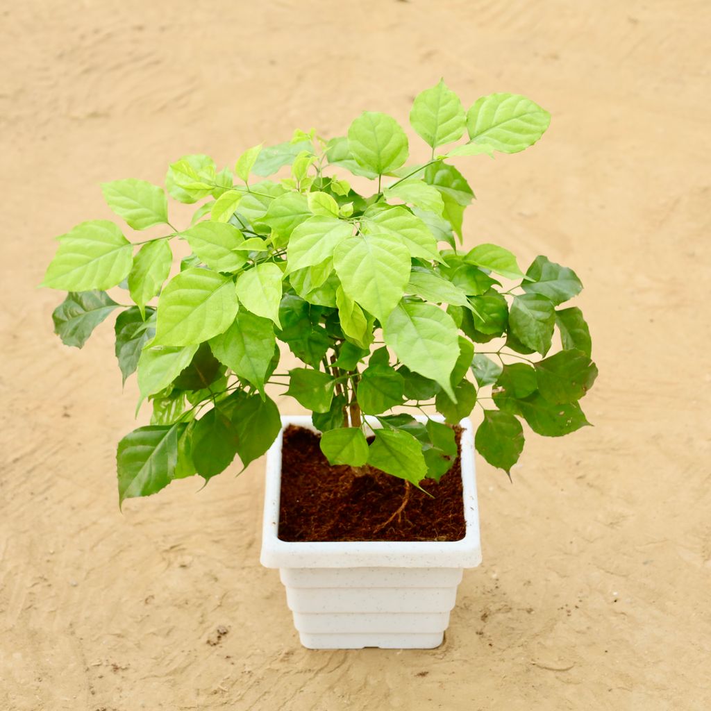 Buy Radermachera / China Doll (~1 Ft) in 6 Inch White Marble Premium Orchid Square Plastic Pot Online | Urvann.com Radermachera / China Doll (~1 Ft) in 6 Inch White Marble Premium Orchid Square Plastic Pot