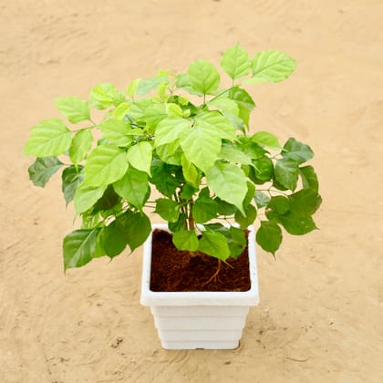 Buy Radermachera / China Doll  (~1 Ft) in 6 Inch White Marble Premium Orchid Square Plastic Pot Online | Urvann.com