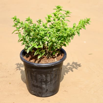 Buy Cuphea / False Heather White in 6 Inch Black Super Nursery Pot Online | Urvann.com