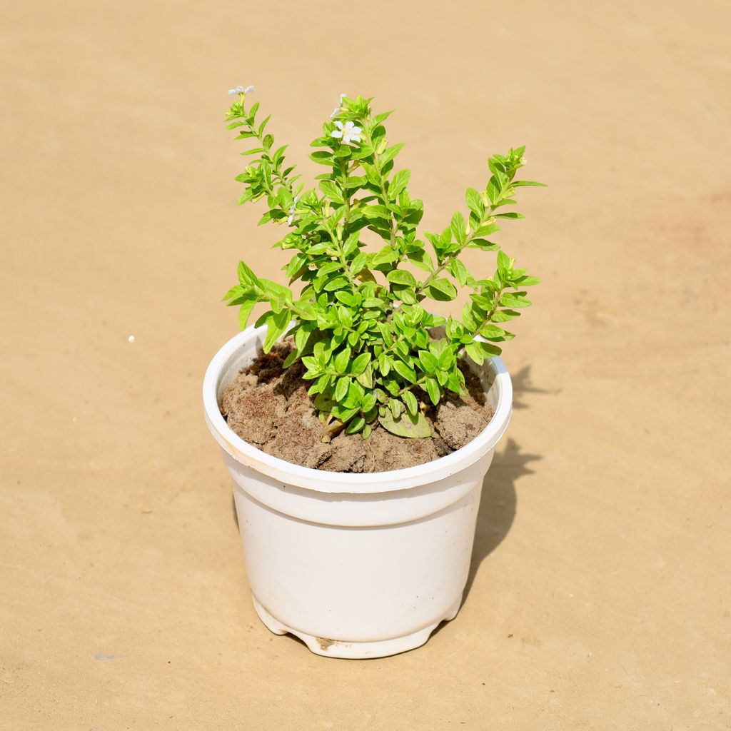 Buy Cuphea / False Heather Pink in 4 Inch White Nursery Pot Online | Urvann.com Cuphea / False Heather Pink in 4 Inch White Nursery Pot