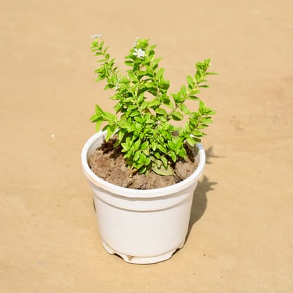 Buy Cuphea / False Heather Pink in 4 Inch White Nursery Pot Online | Urvann.com
