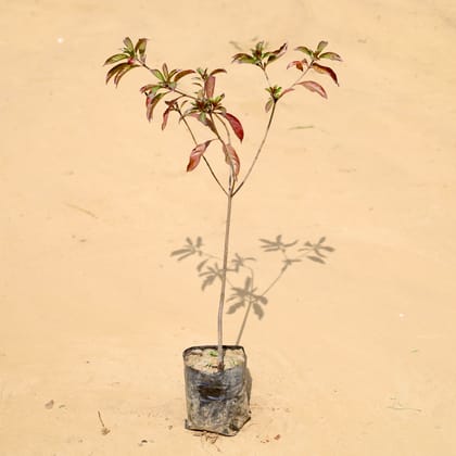 Buy Hamelia / Firebush (~2 ft) (Any Colour) in 3 Inch Nursery Bag Online | Urvann.com