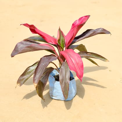 Buy Dracaena Rosea in 4 Inch Nursery Bag Online | Urvann.com