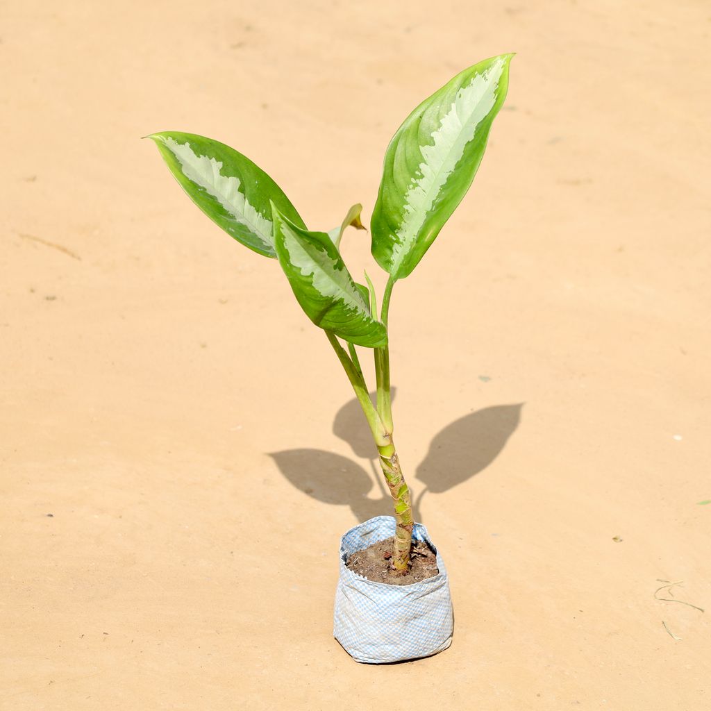 Aglonema Green Lance in 4 Inch Nursery Bag