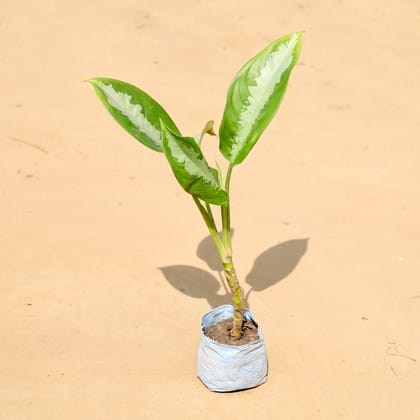 Buy Aglonema Green Lance in 4 Inch Nursery Bag Online | Urvann.com
