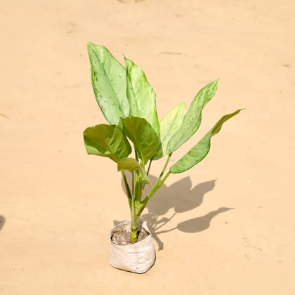 Buy Aglaonema Jungle Parrot  in 5 Inch Nursery Bag Online | Urvann.com