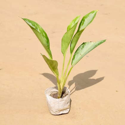 Buy Aglaonema Deborah in 4 Inch Nursery Bag Online | Urvann.com