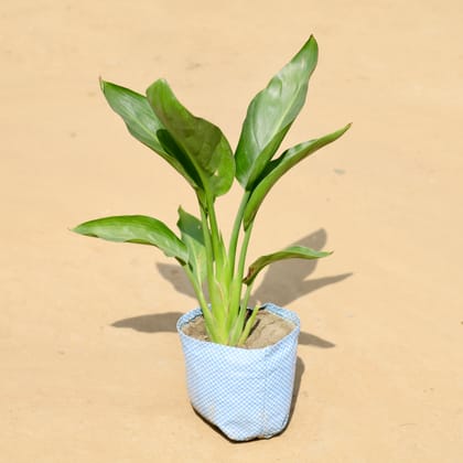 Buy Bird of  Paradise  in 4 Inch Nursery Bag Online | Urvann.com