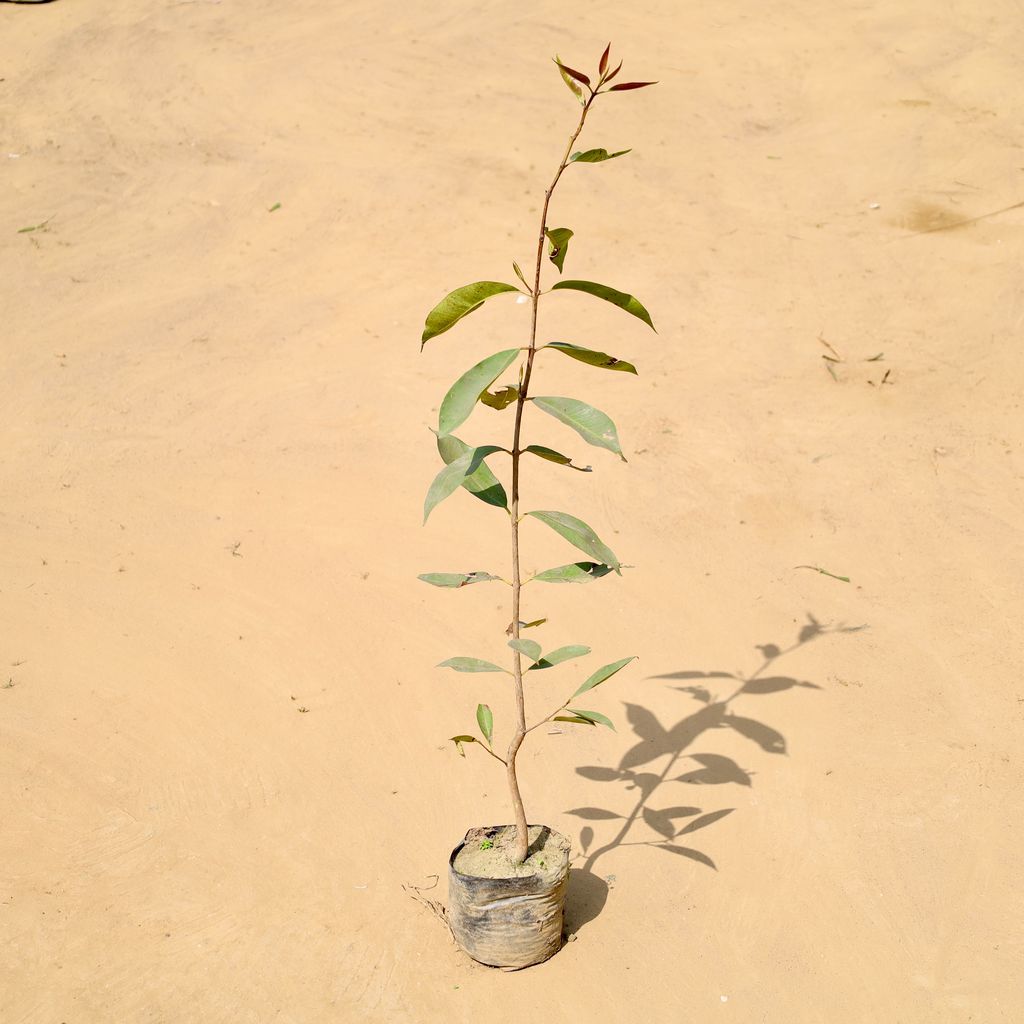 Jamun (~3 Ft) in 5 Inch Nursery Bag