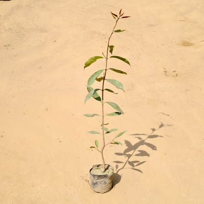Buy Jamun (~3 Ft) in 5 Inch Nursery Bag Online | Urvann.com