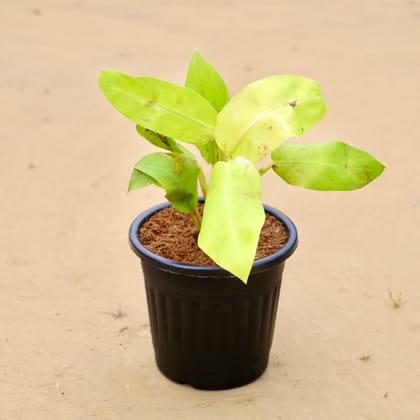 Buy Philodendron Golden in 6 Inch Black Super Nursery Pot Online | Urvann.com