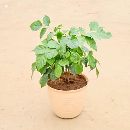 Buy Radermachera / China Doll  in 08 Inch Beige Premium Milo Round Plastic Pot Online | Urvann.com
