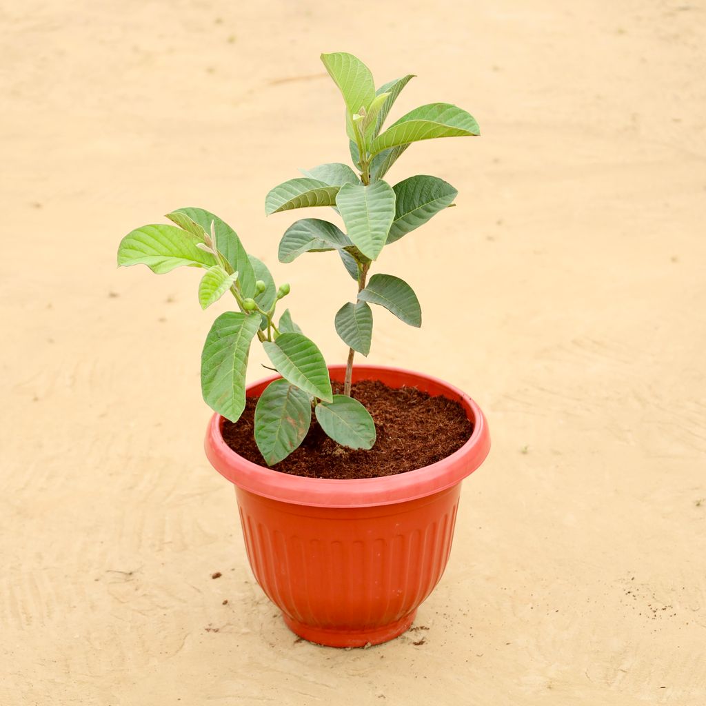 Buy Amrood / Guava in 8 Inch Terracotta Red Olive Plastic Pot Online | Urvann.com Amrood / Guava in 8 Inch Terracotta Red Olive Plastic Pot
