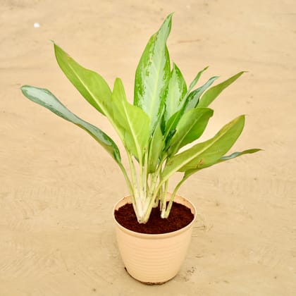 Buy Aglaonema Deborah Bushy in 08 Inch Beige Premium Milo Round Plastic Pot Online | Urvann.com
