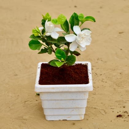Buy Gardenia in 6 Inch White Marble Premium Orchid Square Plastic Pot Online | Urvann.com