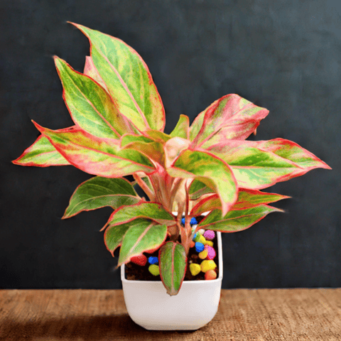 Aglaonema Lipstick in 4 Inch White Classy Square Plastic Pot with Pebbles